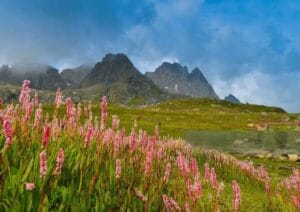 Garden view of valley of flowers