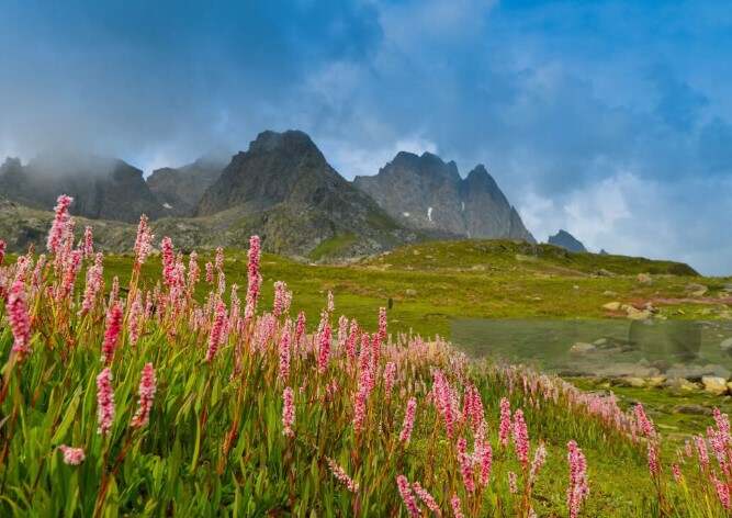 Garden view of valley of flowers
